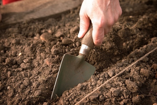 sowing in open ground before winter