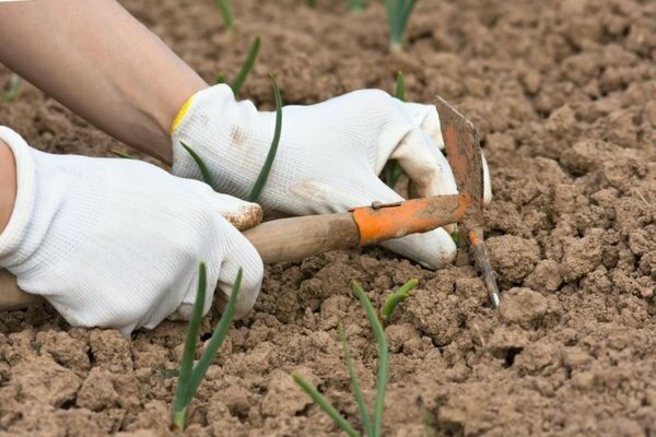 sowing mustard before winter