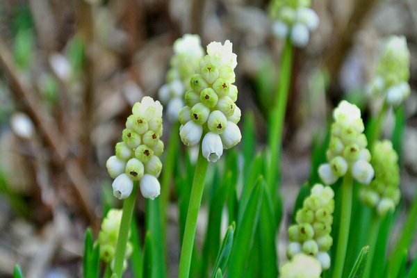 early spring flowers