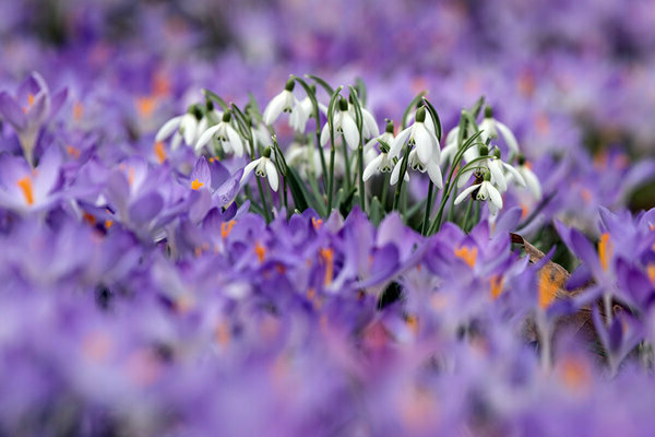 early spring flowers