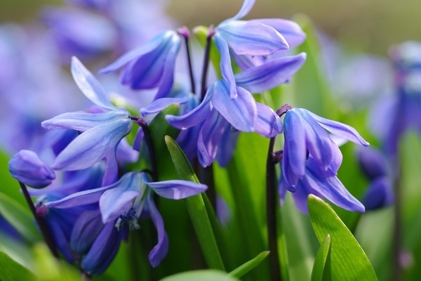 Early flowers