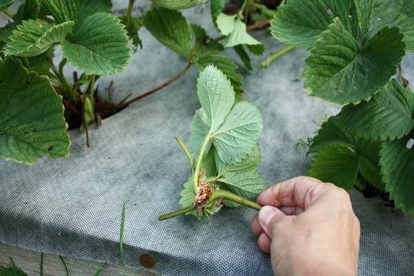 Propagation of strawberries with a mustache