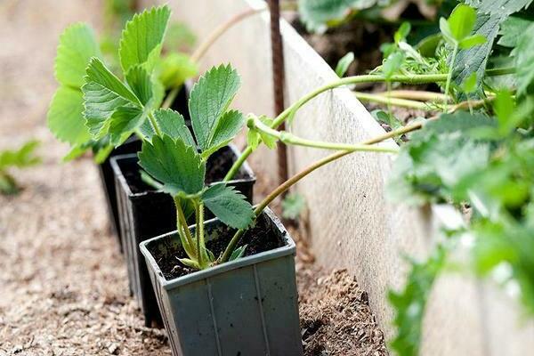 propagation of strawberries with a mustache