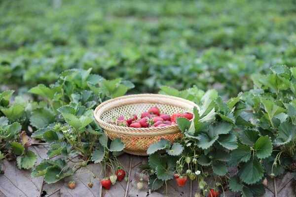 what mustaches are taken from strawberries for breeding