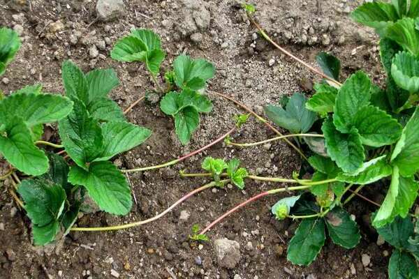 ways to propagate strawberries