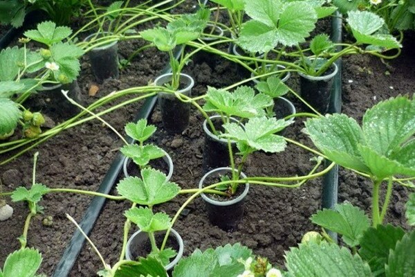 ways to propagate strawberries