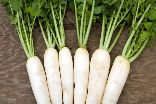 radish daikon