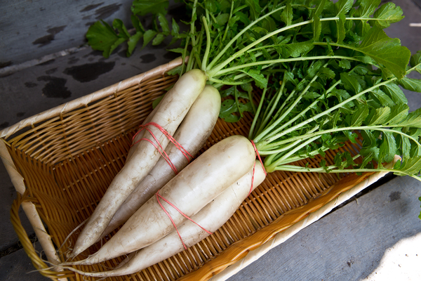 planting daikon radish