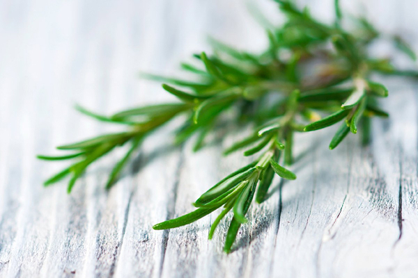 rosemary cultivation