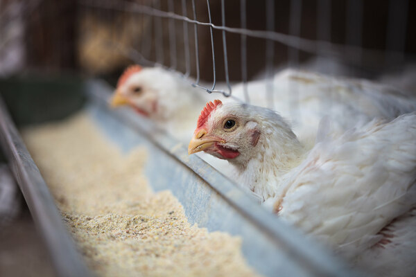 avellanas para gallinas ponedoras instrucciones