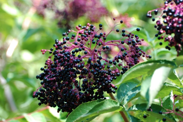 kung paano makilala ang itim na elderberry mula sa pula