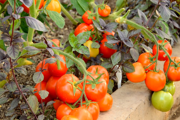 scheme of feeding tomatoes + in the greenhouse