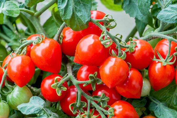 scheme for feeding tomatoes in the open field