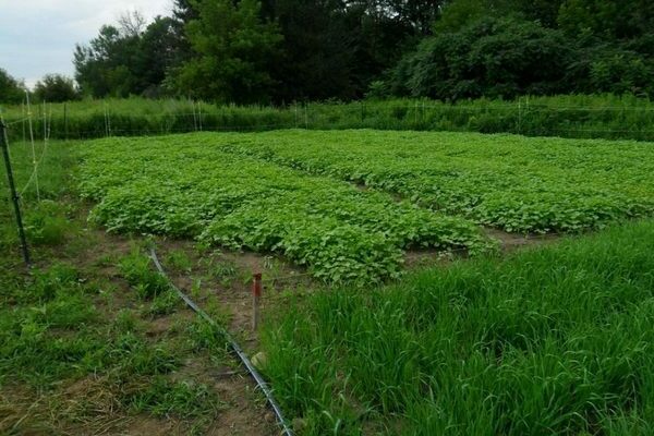 best green manure