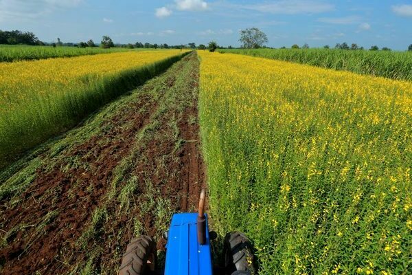 planting green manure