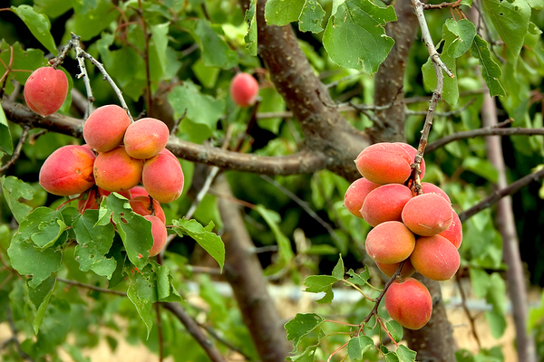 Favorite apricot variety