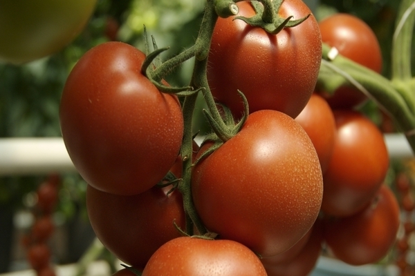 Tomato varieties