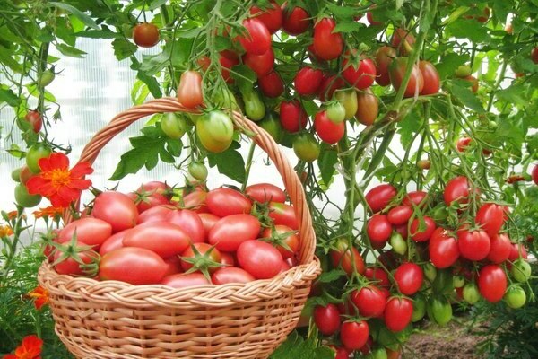 the best varieties of tomatoes