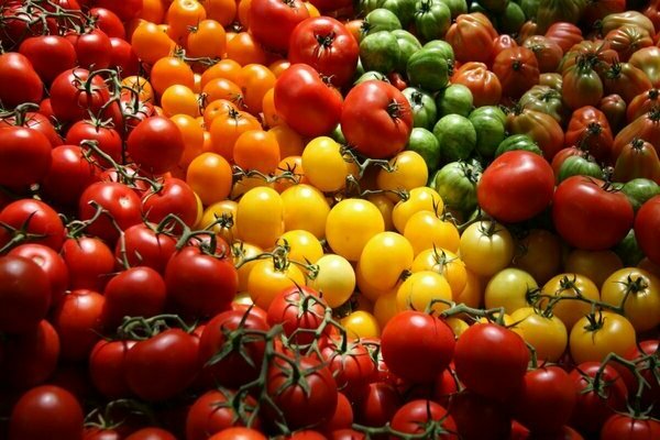 tomato varieties