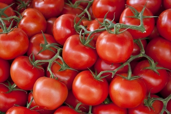 Krautfäuleresistente Tomaten für Freiland