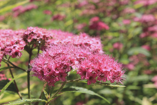 Spirea-Weide