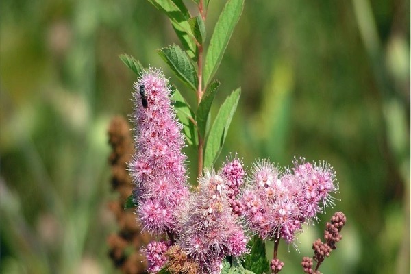 larawan ng spirea willow