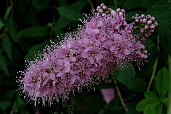 paglalarawan ng spirea willow