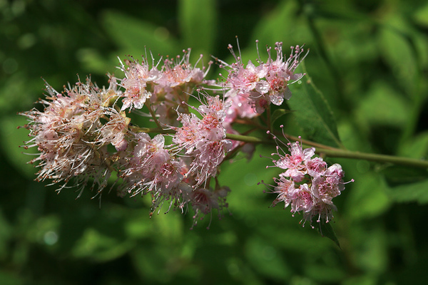 pagtatanim ng spirea willow