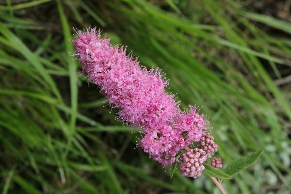 pag-aalaga ng spirea willow