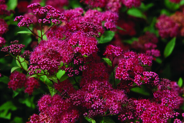 Japanese spirea