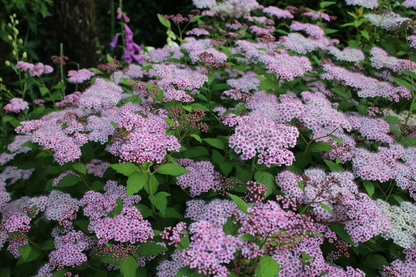 spirea japanska fotografija