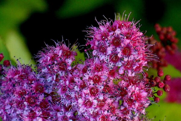 paglalarawan ng spiraea japanese