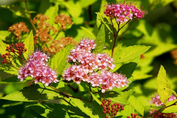 spirea japanska njega