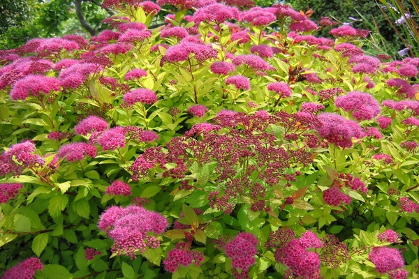 Japanese spirea