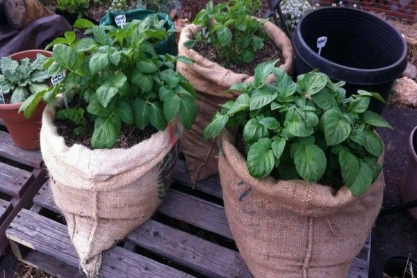 Potato growing methods