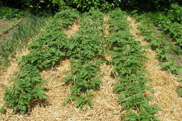 Methoden des Kartoffelanbaus unter Stroh