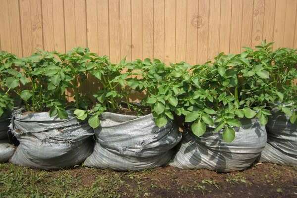 methods of growing potatoes under straw