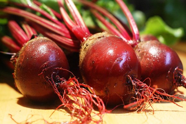 planting beets