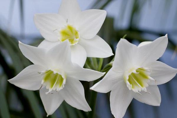 Eucharis na bulaklak