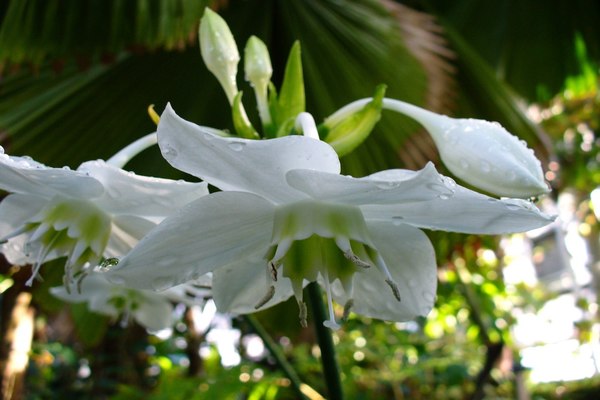 larawan ng bulaklak eucharis