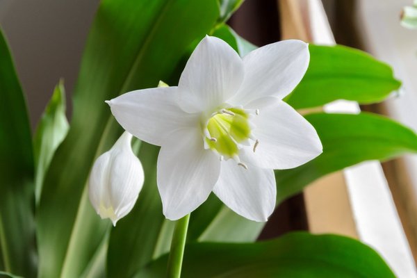 eucharis blume hauspflege