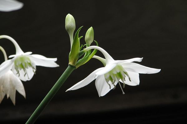 zatvoreni cvijet eucharis fotografija