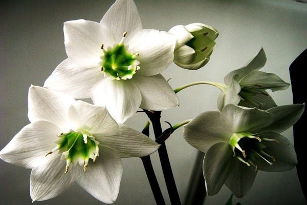 Eucharis-Blume