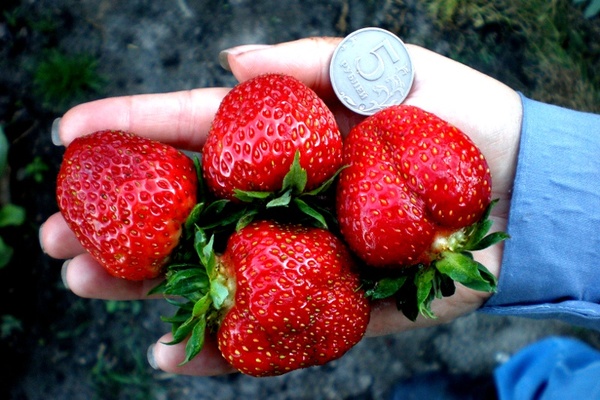 iba't ibang mga strawberry