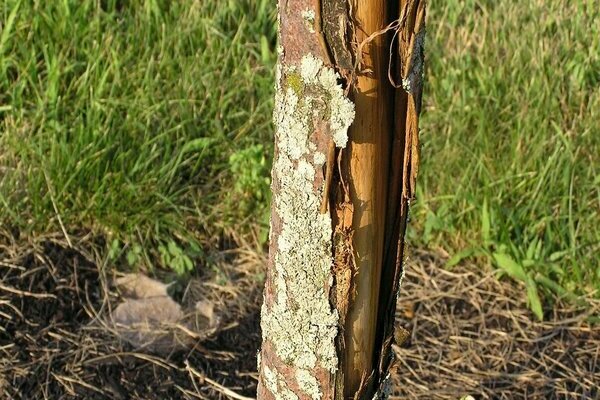 the bark on the pear is cracking