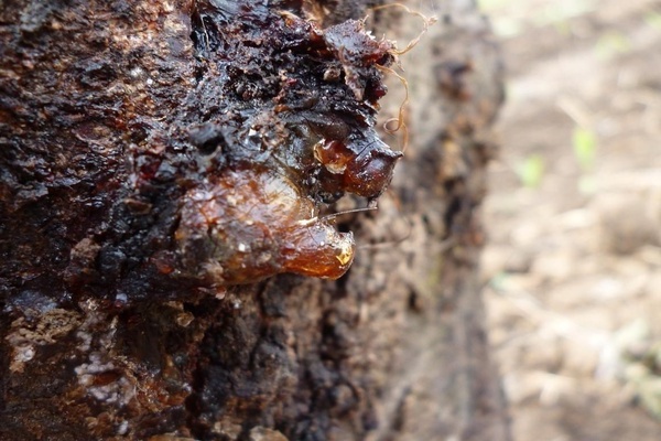 the bark on the pear is cracking what to do