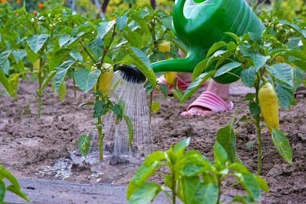 which fertilizer is best for peppers