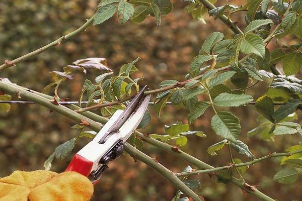 soins des roses en automne préparation pour l'hiver