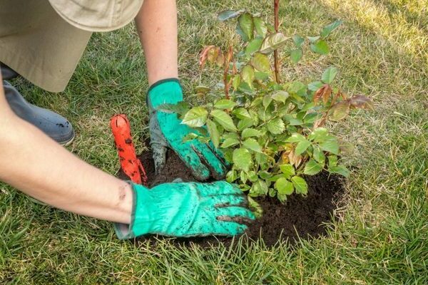 Prendre soin des roses en automne