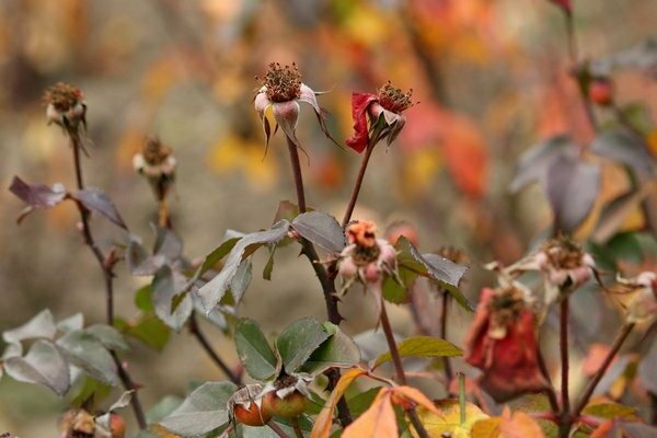 entretien des roses lors de la taille d'automne